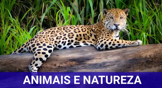 Animais e Natureza